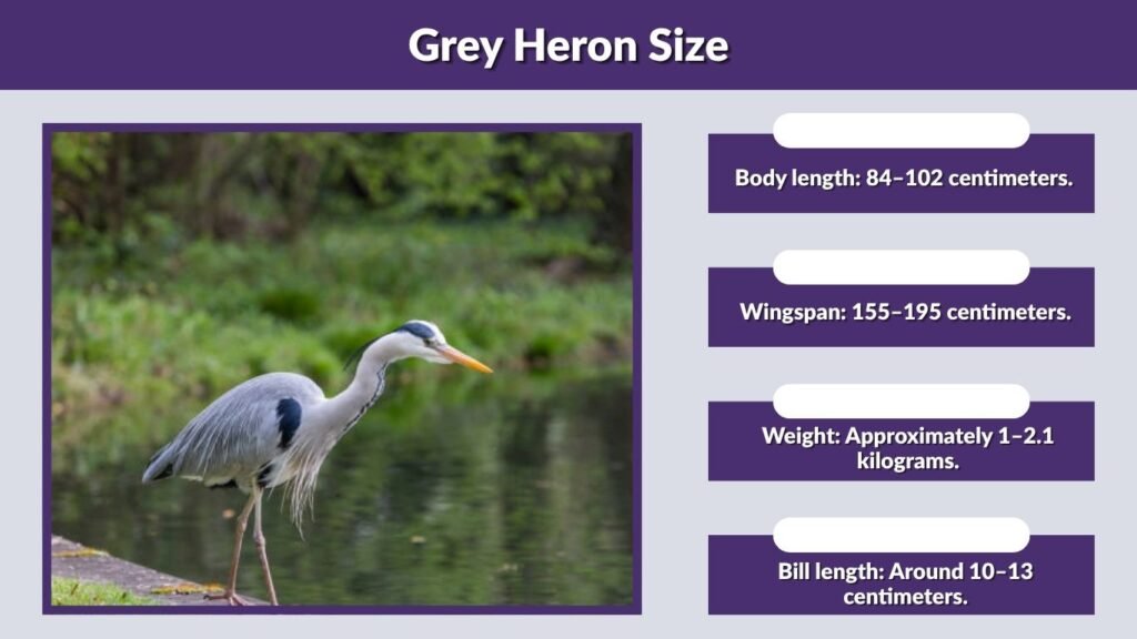 Grey Heron Size