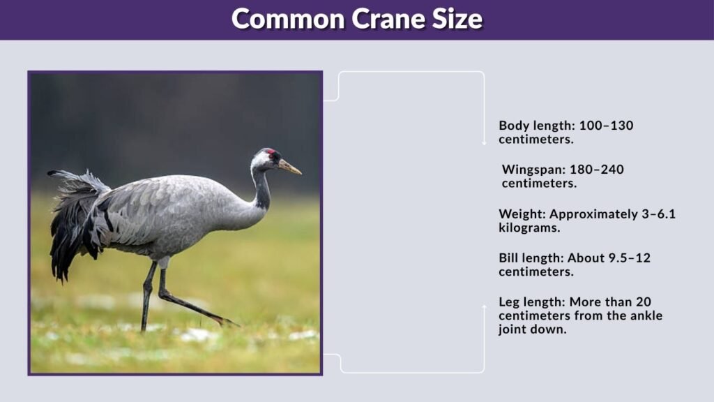 Common Crane Size