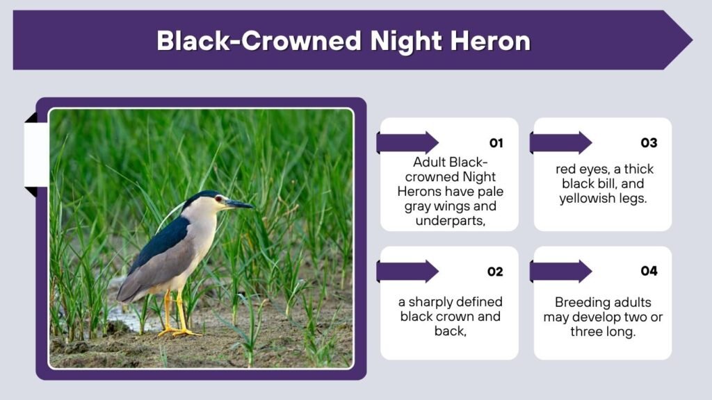 Black-Crowned Night Heron