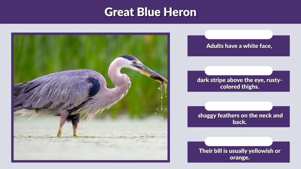 1. Great Blue Heron