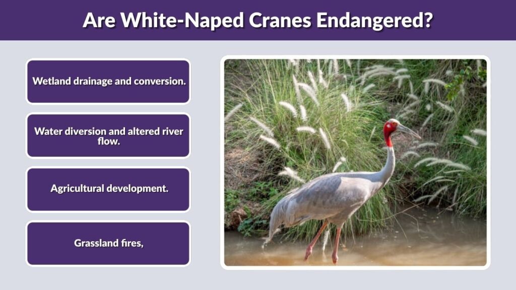 Are White-Naped Cranes Endangered?