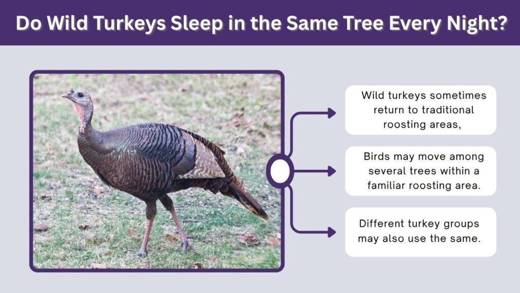 Do Wild Turkeys Sleep in the Same Tree Every Night?