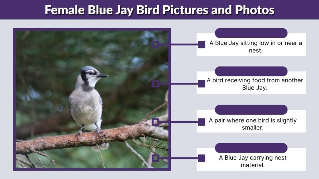 Female Blue Jay Bird Pictures and Photos