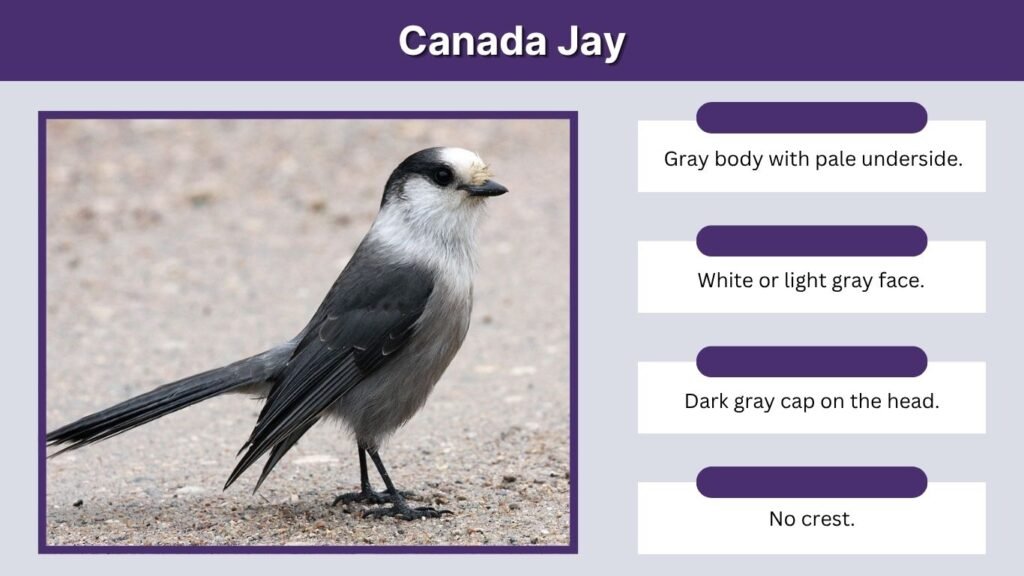 Canada Jay