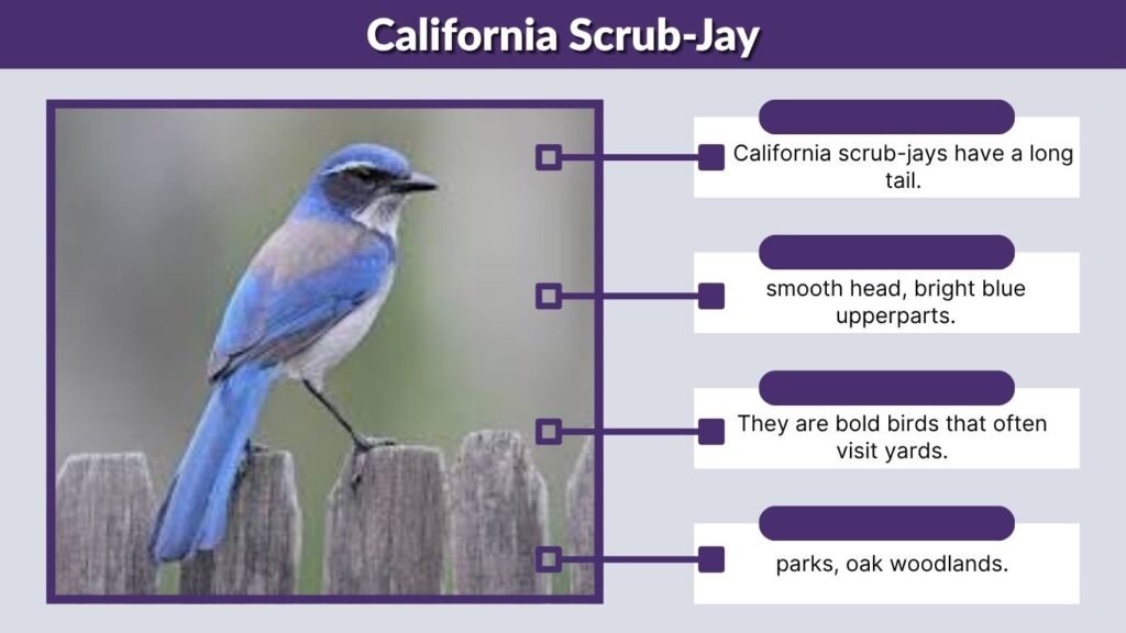 California Scrub-Jay