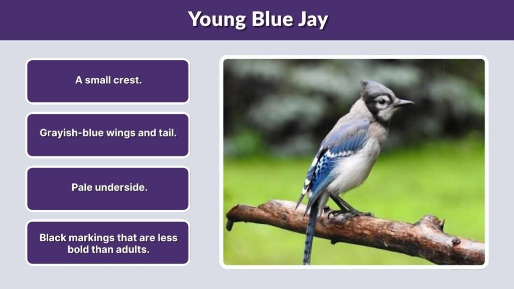 Young Blue Jay