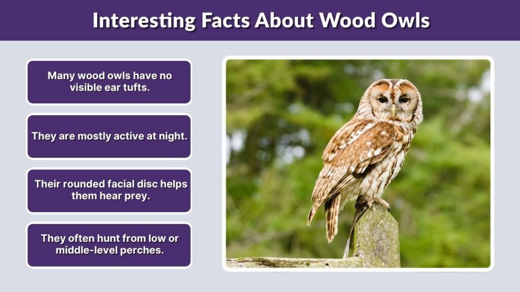 Interesting Facts About Wood Owls