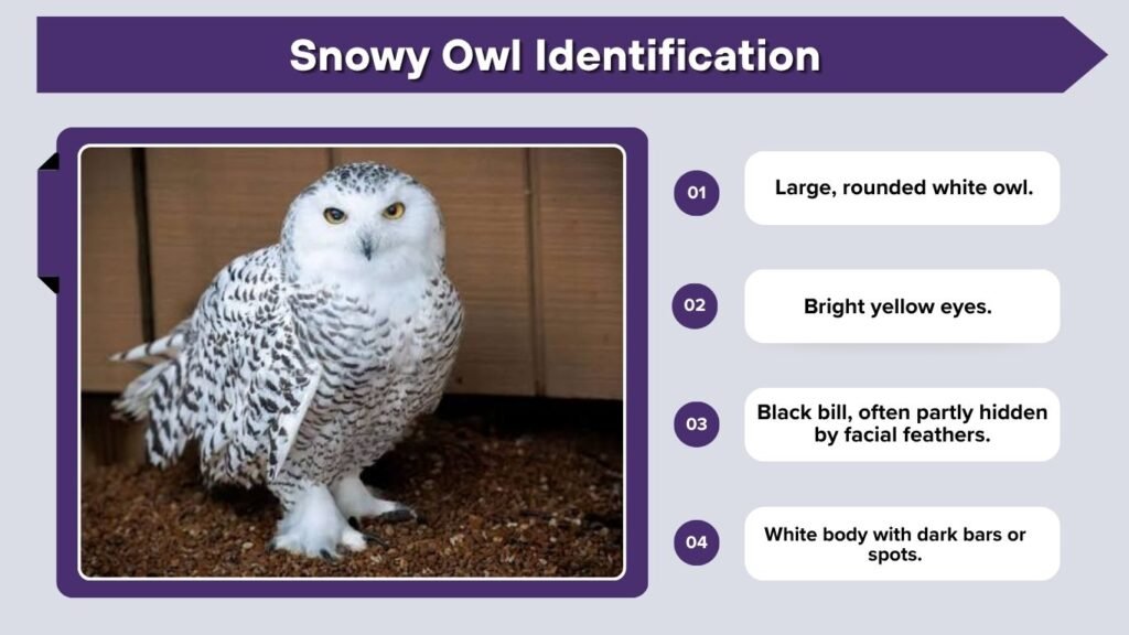 Snowy Owl Identification