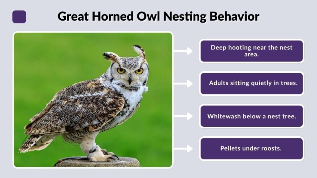 Great Horned Owl Nesting Behavior