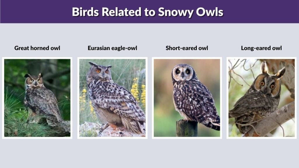Birds Related to Snowy Owls