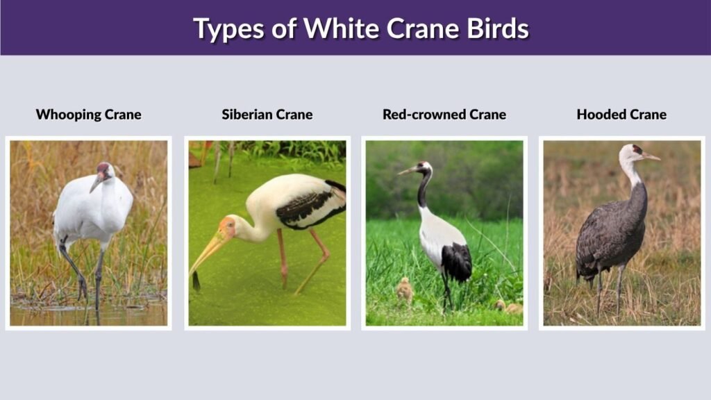 Types of White Crane Birds
