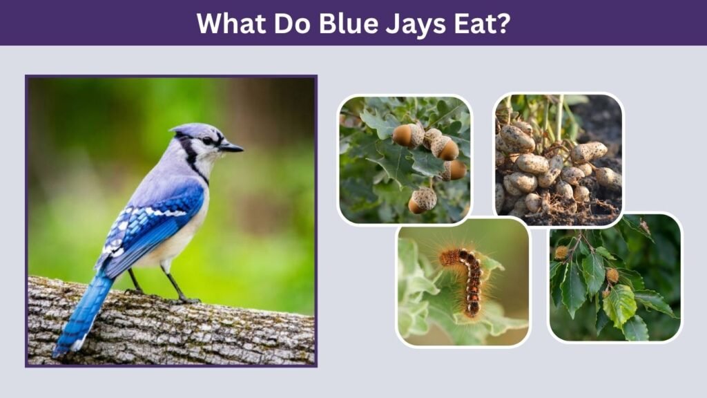 What Do Blue Jays Eat?
