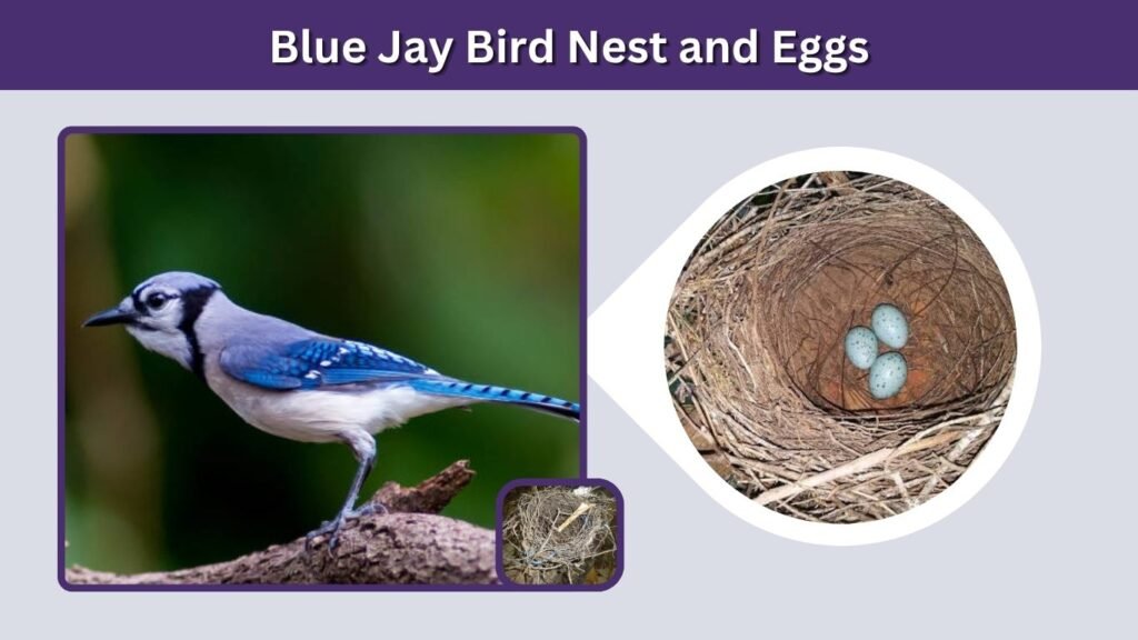 Blue Jay Bird Nest and Eggs
