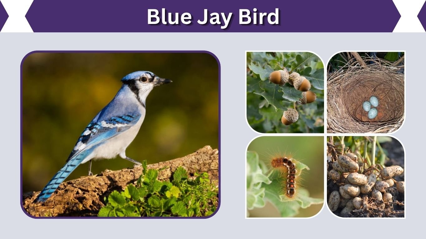 Blue Jay Bird: Facts, Diet, Call, Habitat and Nest