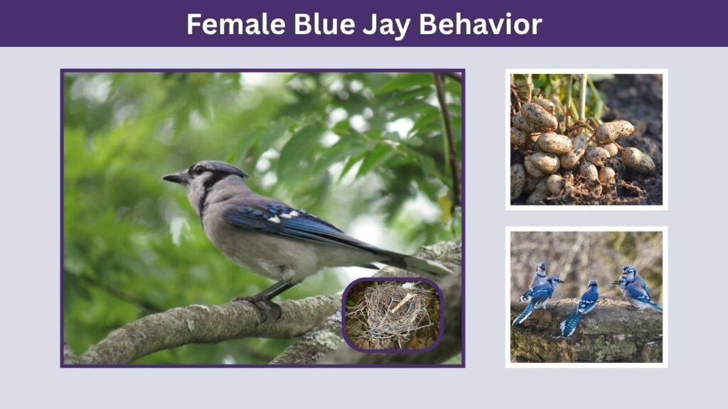 Female Blue Jay Behavior