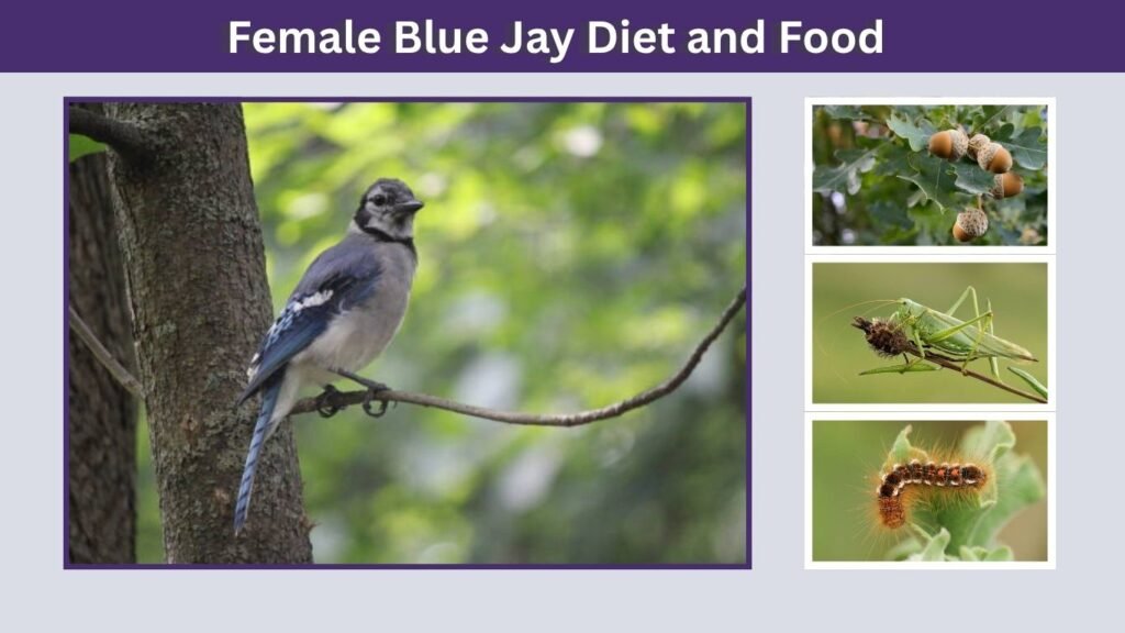 Female Blue Jay Diet and Food