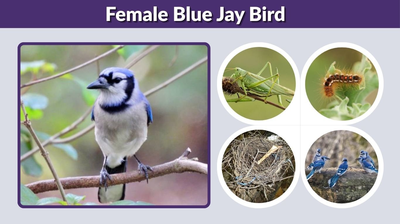 Female Blue Jay Bird: Male vs Female Identification Guide