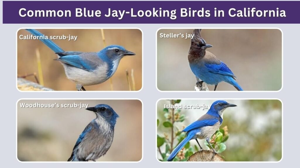 Common Blue Jay-Looking Birds in California