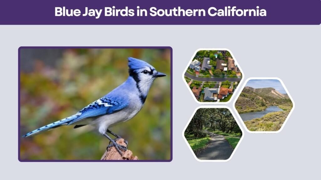 Blue Jay Birds in Southern California