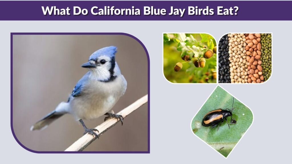 What Do California Blue Jay Birds Eat?