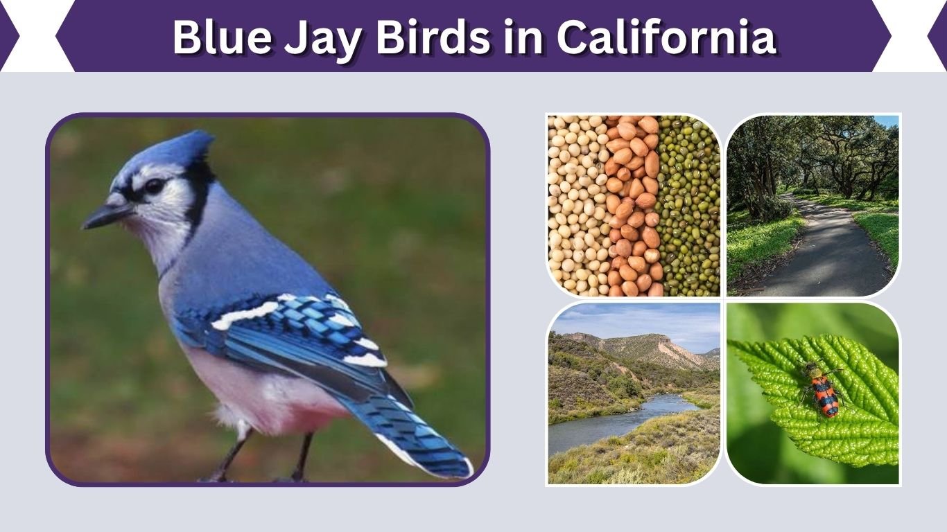 Blue Jay Birds in California: What Bird Are You Seeing?