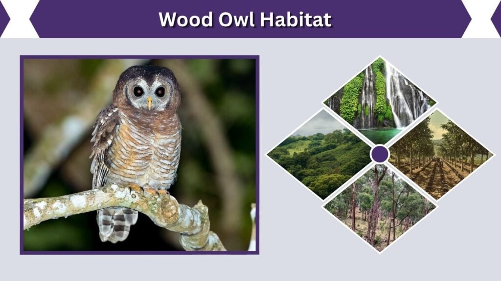 Wood Owl Habitat