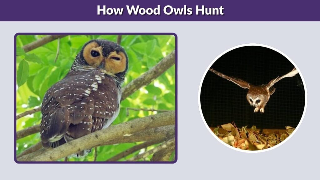 How Wood Owls Hunt