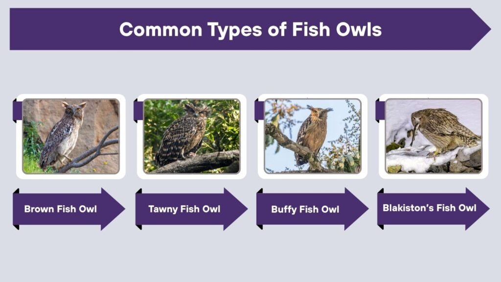 Common Types of Fish Owls