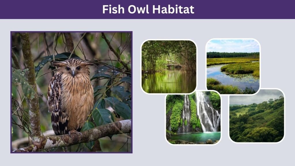Fish Owl Habitat