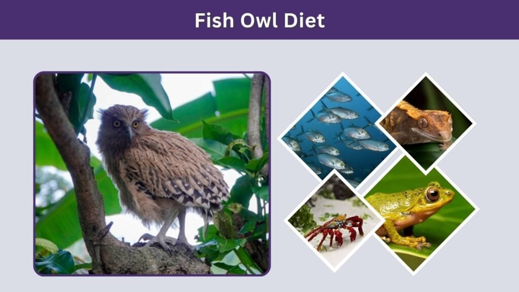 Fish Owl Diet