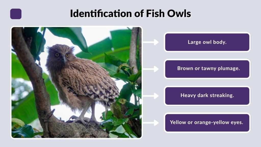 Identification of Fish Owls