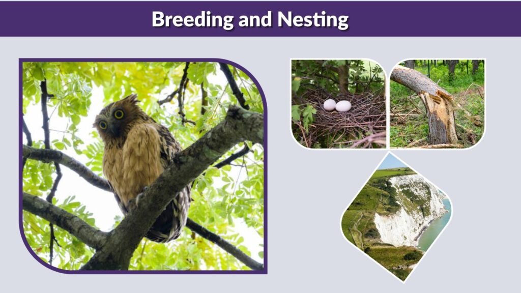 Breeding and Nesting