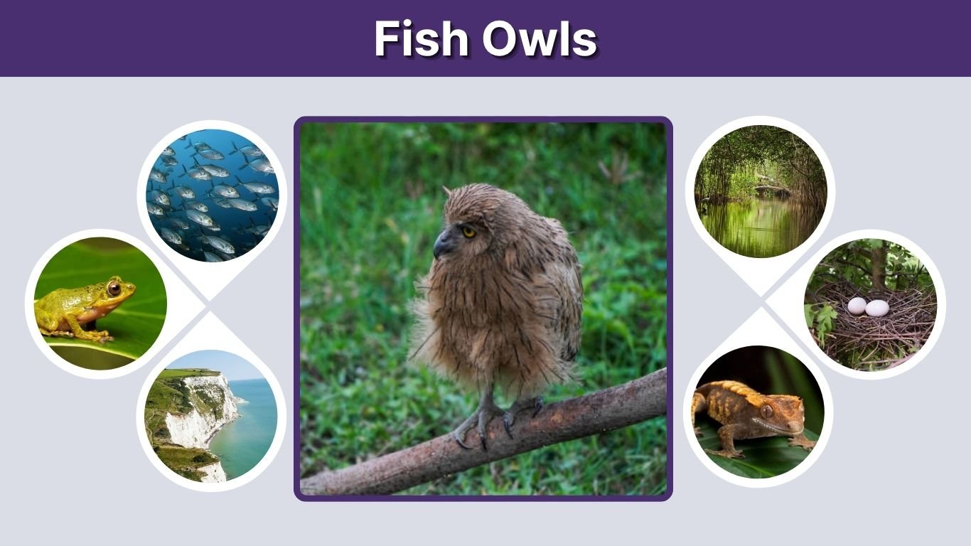 Fish Owls: Types, Habitat, Diet and Interesting Facts