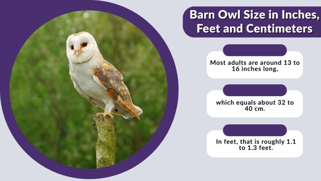 Barn Owl Size in Inches, Feet and Centimeters