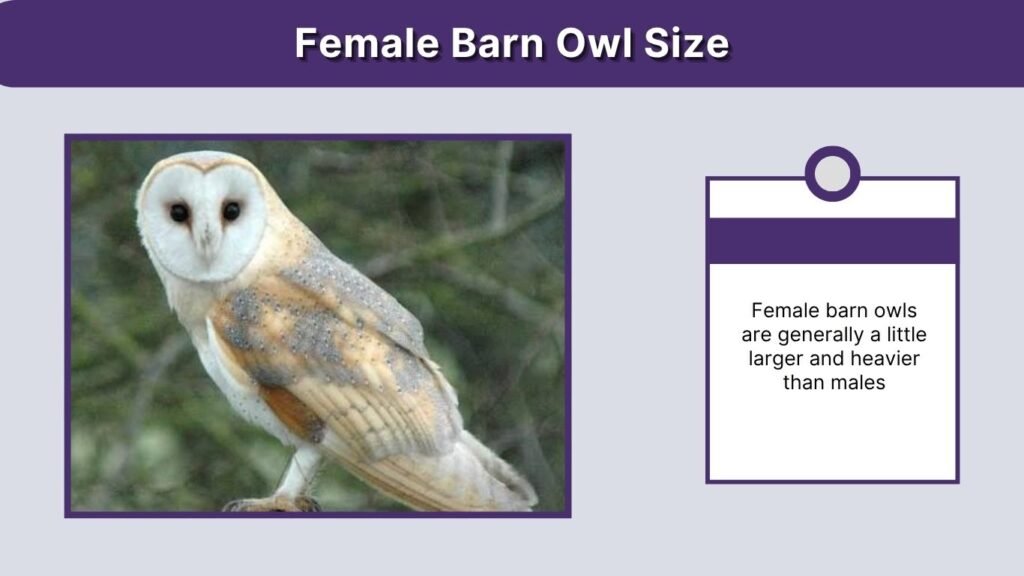 Female Barn Owl Size