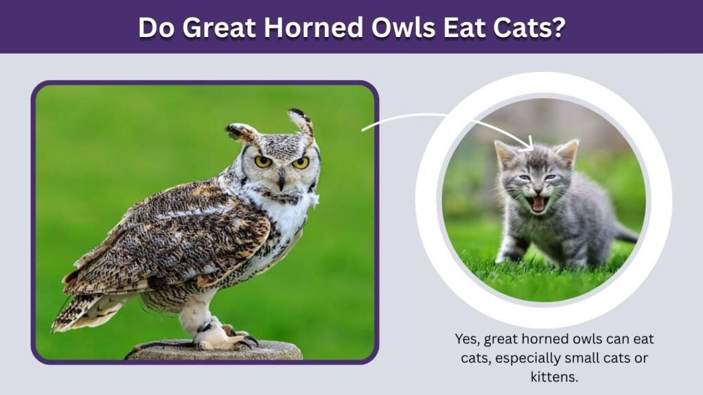 Do Great Horned Owls Eat Cats?