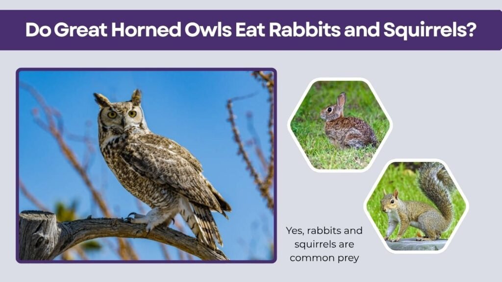 Do Great Horned Owls Eat Rabbits and Squirrels?