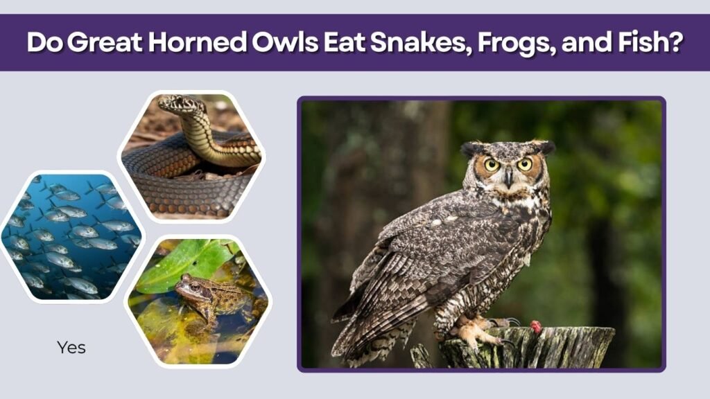 Do Great Horned Owls Eat Snakes, Frogs, and Fish?