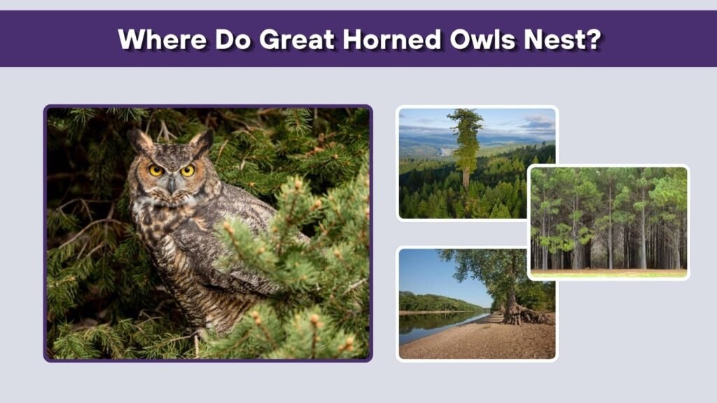 Where Do Great Horned Owls Nest?