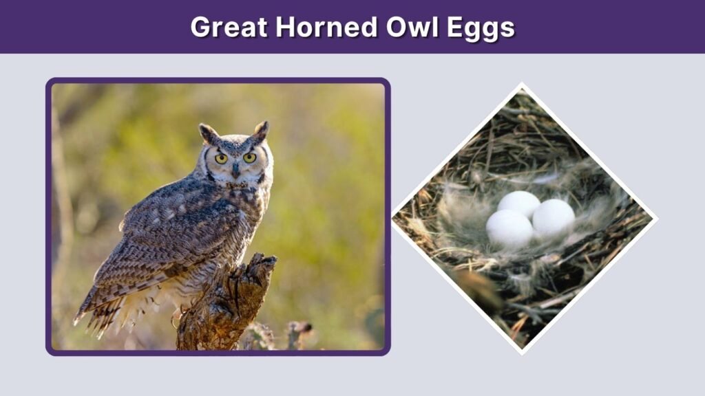 Great Horned Owl Eggs