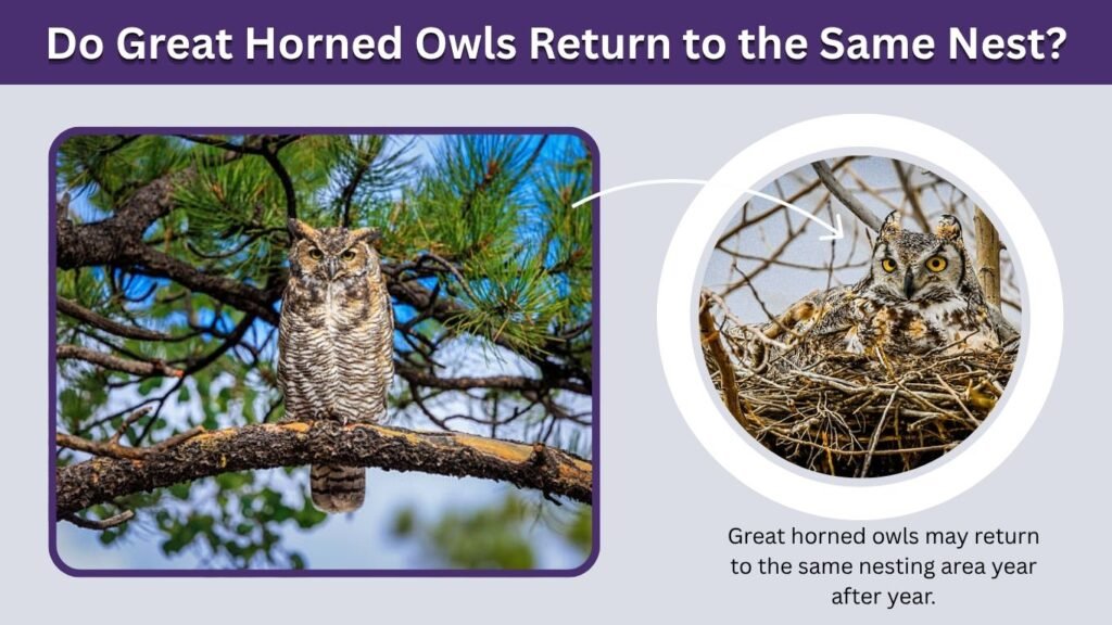 Do Great Horned Owls Return to the Same Nest?