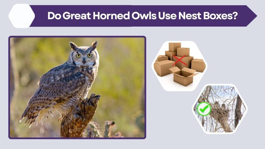 Do Great Horned Owls Use Nest Boxes?