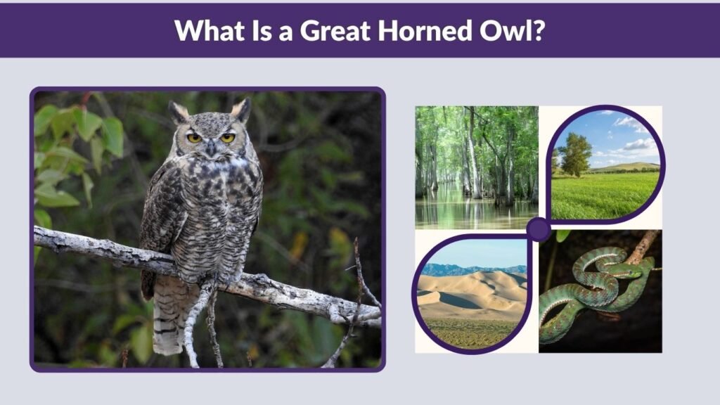 What Is a Great Horned Owl?