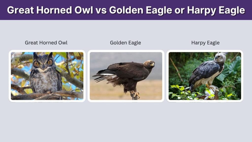 Great Horned Owl vs Golden Eagle or Harpy Eagle