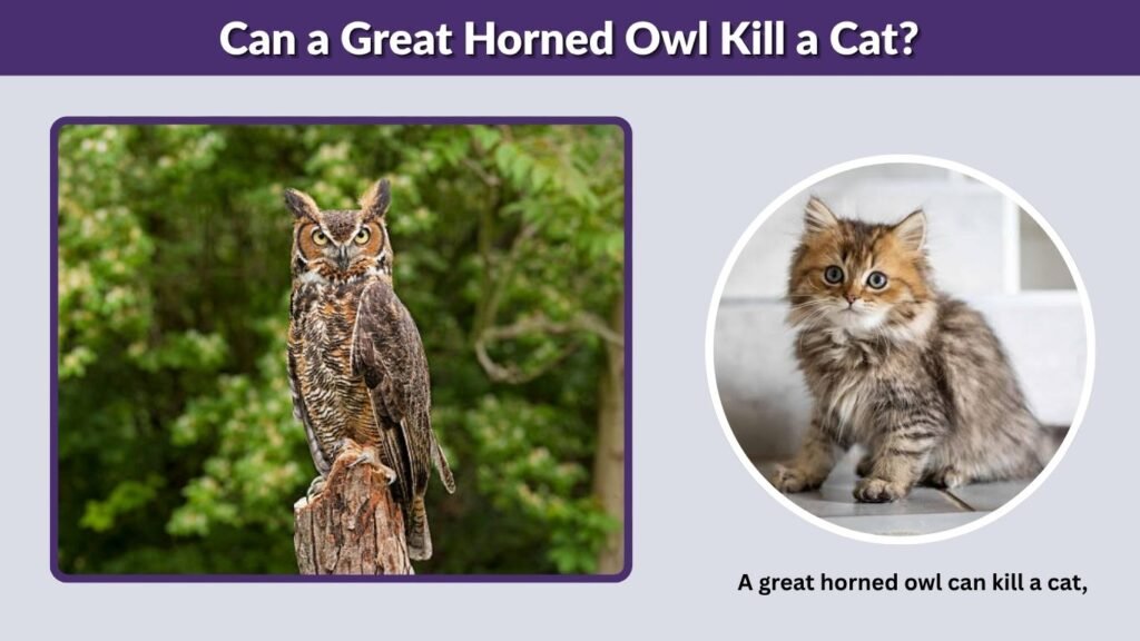 Can a Great Horned Owl Kill a Cat?