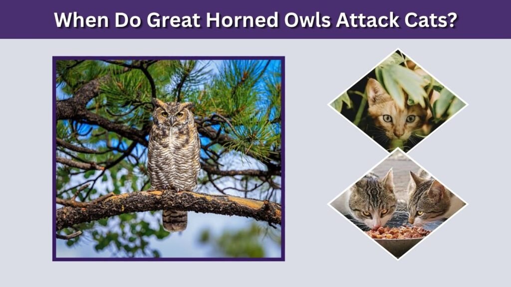 When Do Great Horned Owls Attack Cats?