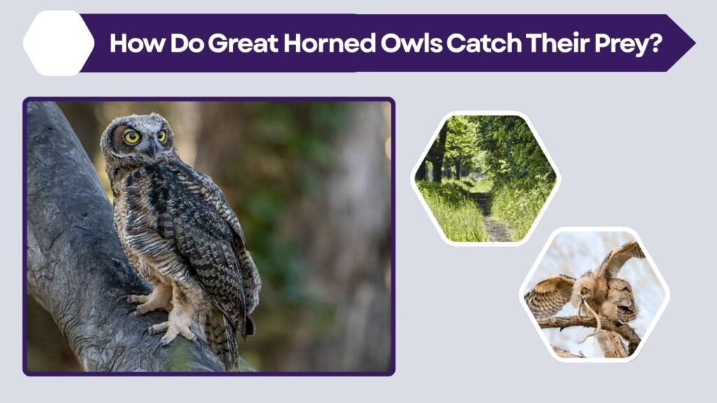 How Do Great Horned Owls Catch Their Prey?