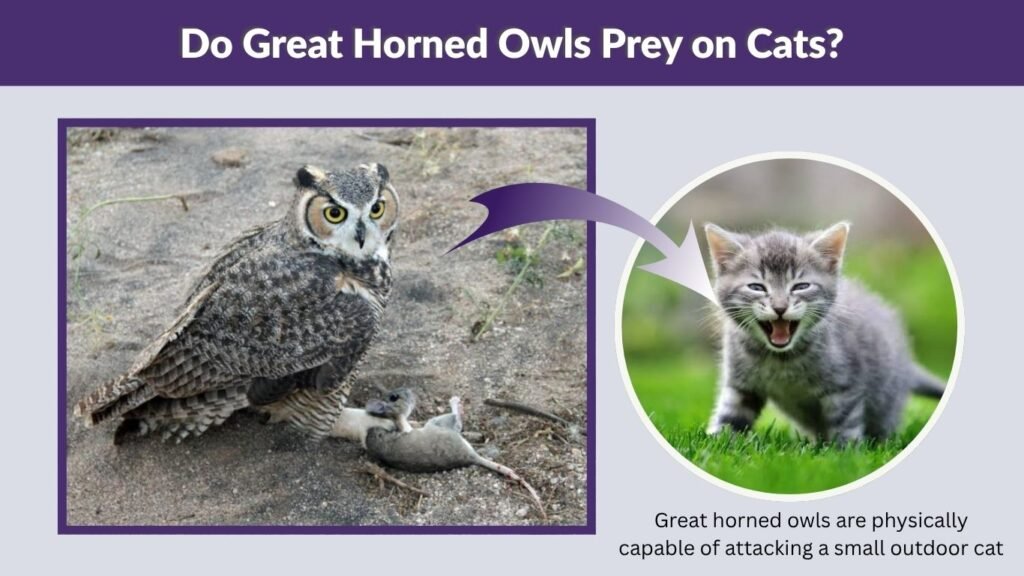 Do Great Horned Owls Prey on Cats?