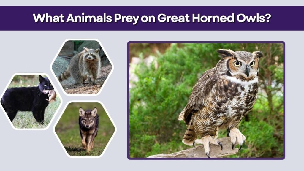 What Animals Prey on Great Horned Owls?