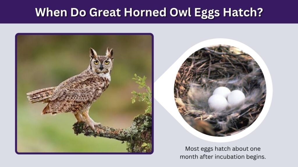 When Do Great Horned Owl Eggs Hatch?